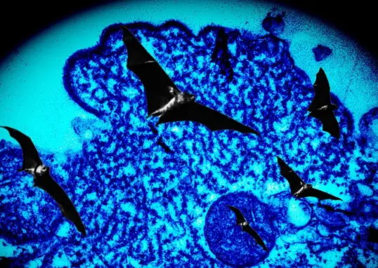 nipah virus — IN news