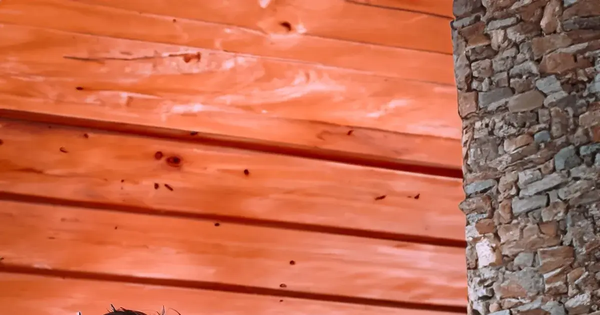 vijay trisha — IN news