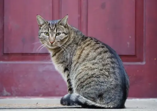 cat gatekeeper extension — IN news