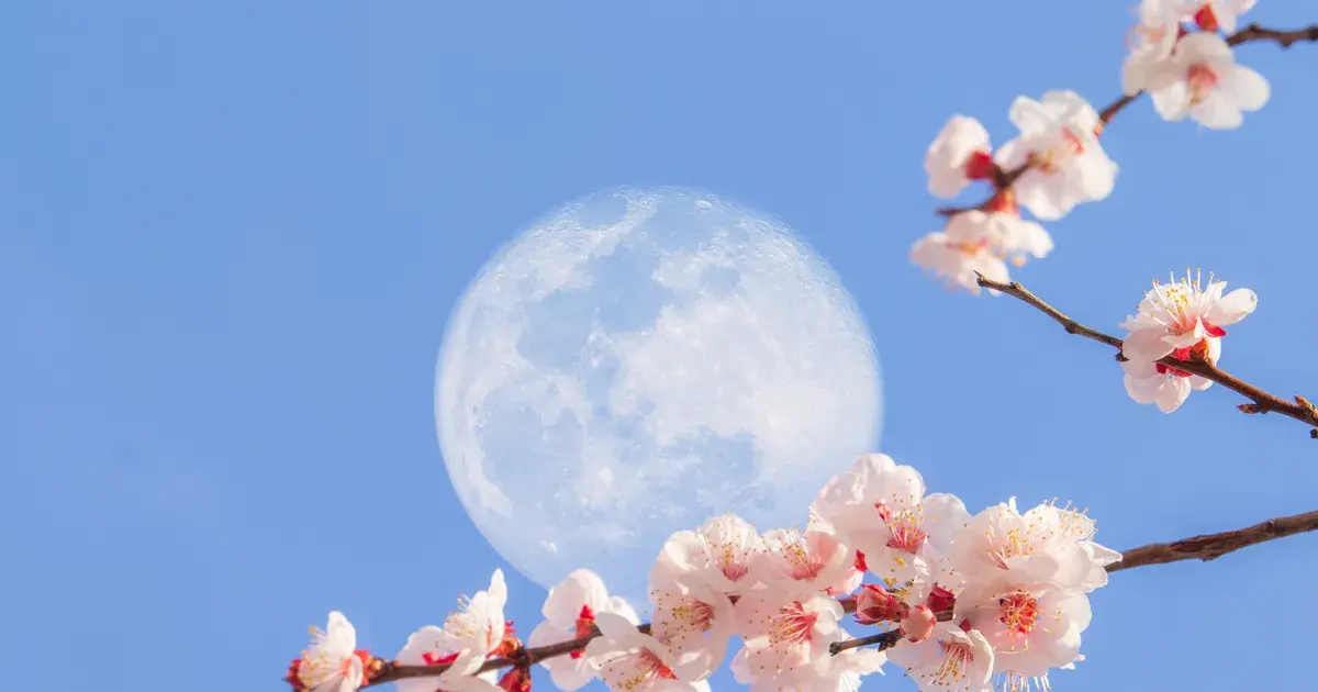 flower moon full moon — IN news
