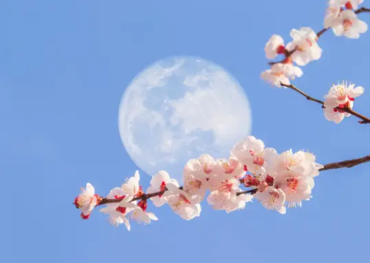 flower moon full moon — IN news