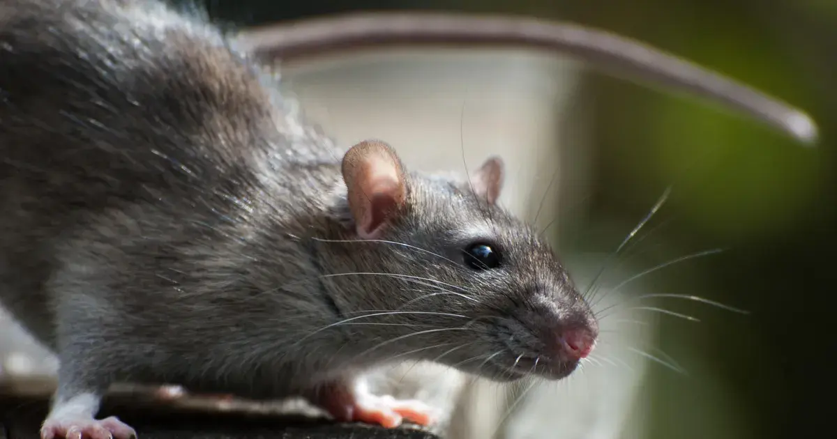 hantavirus infections cruise ship — IN news
