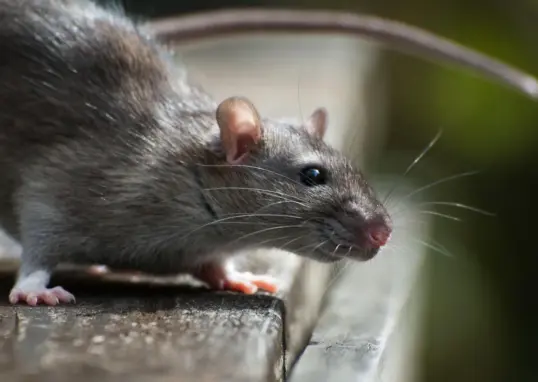hantavirus infections cruise ship — IN news